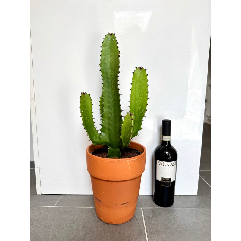 60cm Euphorbia Cactus in Terracotta Pot