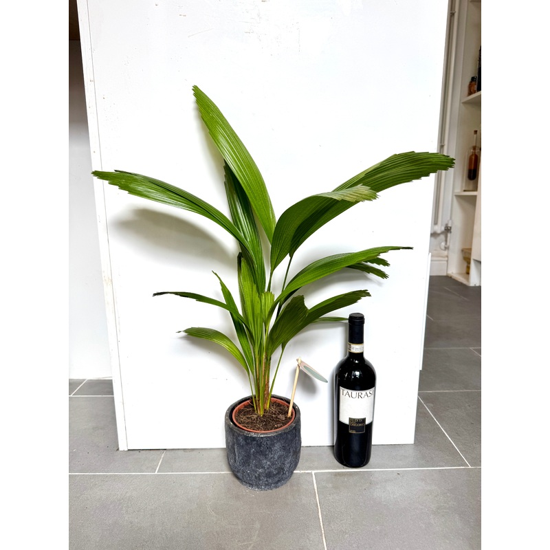 60cm Licuala (Ruffled Fan Pan) in Ceramic Pot