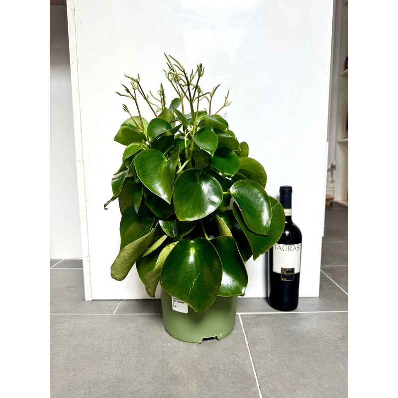 60cm Peperomia Polybotrya Raindrop