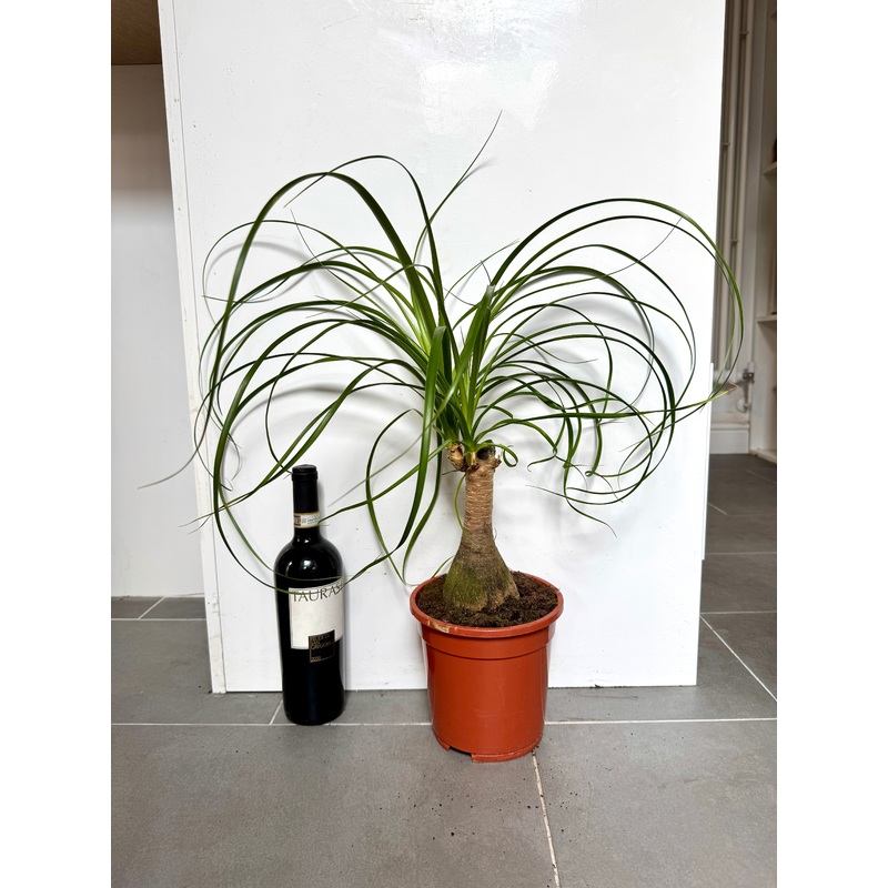 60cm Ponytail Palm (Beaucarnea Recuvarta)