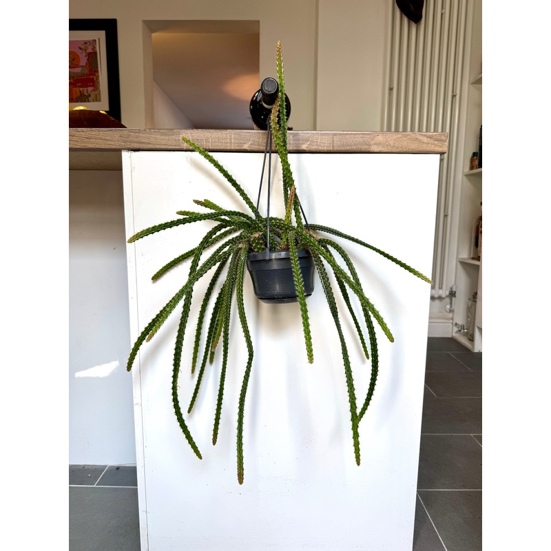 75cm Aporocactus Flagelliformis