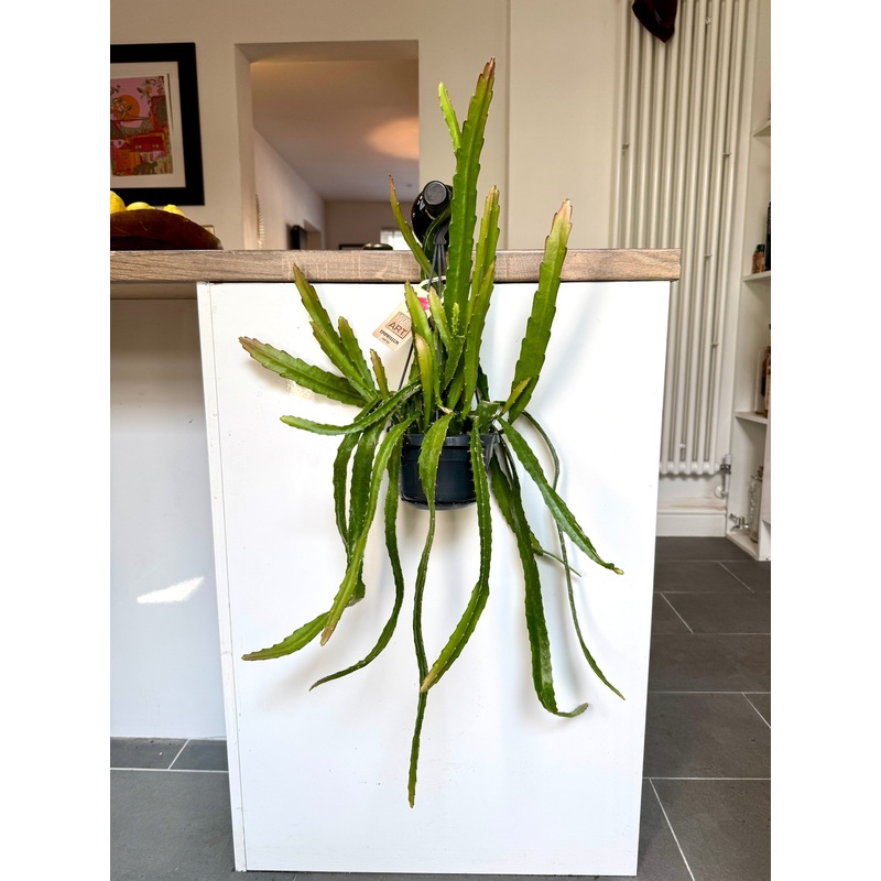 75cm Epiphyllum Oxypetalum
