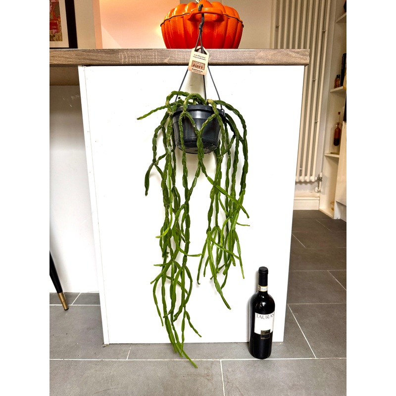 75cm Hanging Rhipsalis Paradoxa