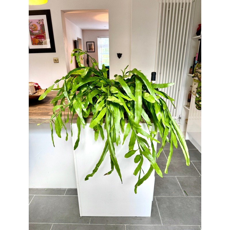80cm Hanging Rhipsalis