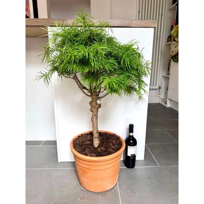 90cm Bonsai Larch Tree (Pseudolarix Amabilis)