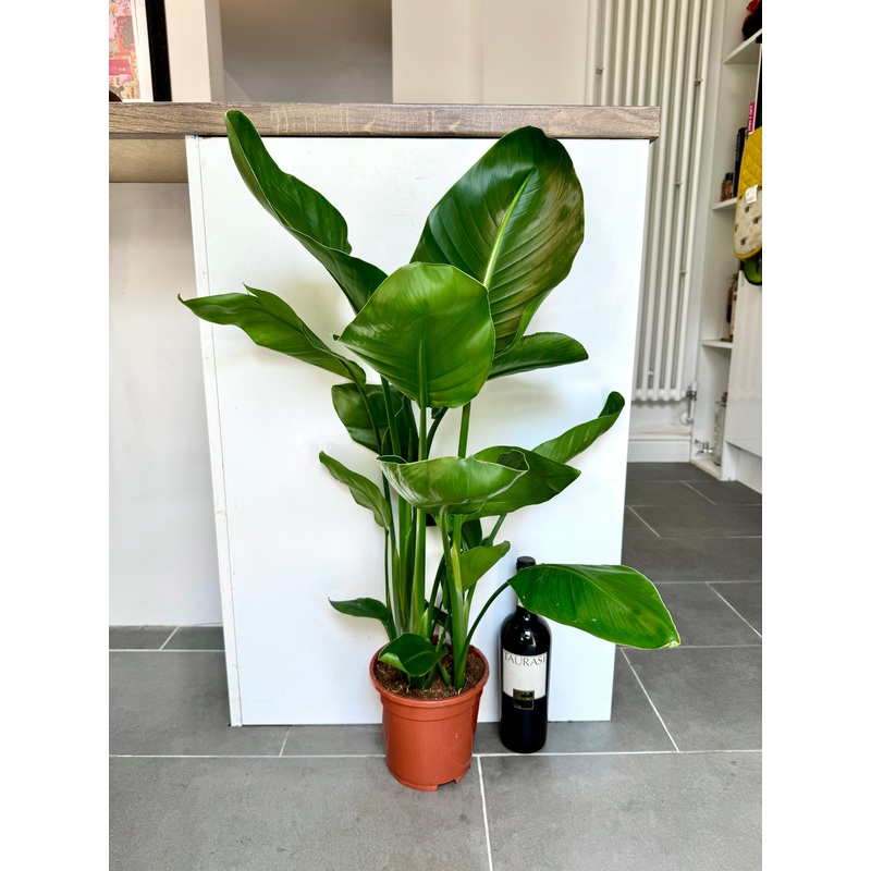 90cm Strelitzia Nicolai (Bird of Paradise)