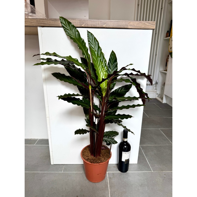 95cm Calathea Rufibarba