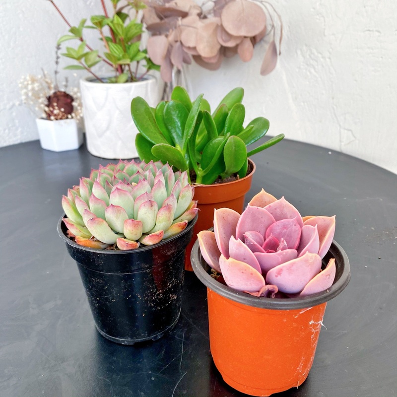 Assorted Large Succulents|Assorted 3 succulents|Assorted 12 succulents