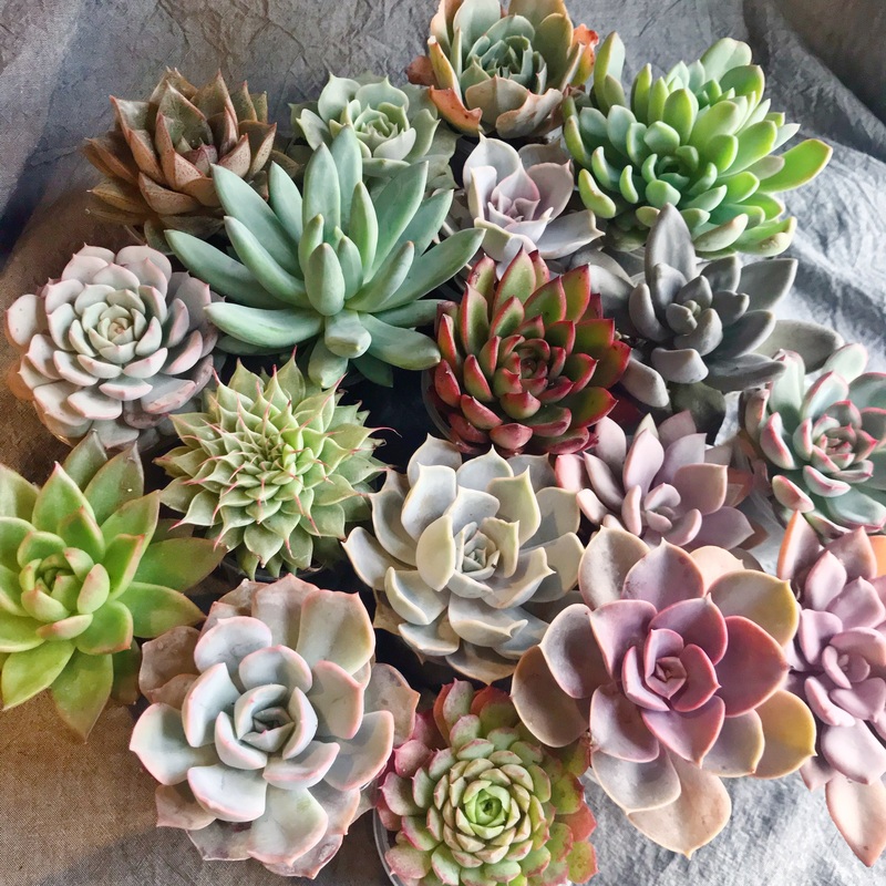 Assorted Succulent Medium|6 Plants|50 Plants
