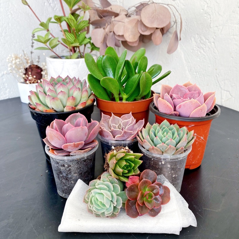 Assorted Succulents|Small Bundle – 2 plugs, 2 mediums and 1 large|Medium Bundle – 3 plugs, 3 mediums & 3 large