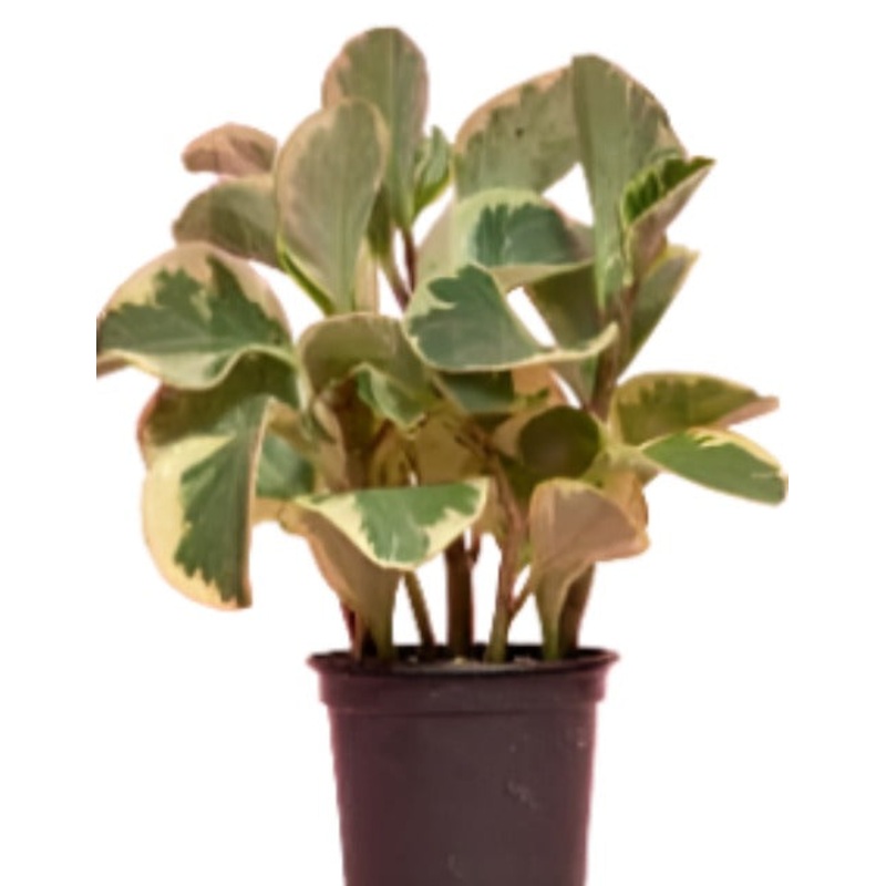 Baby Rubberplant Peperomia Variegated Plant Radiator Yellow Plant Yellow 1 Gallon Ht7 Pot Premium Ht7 Best