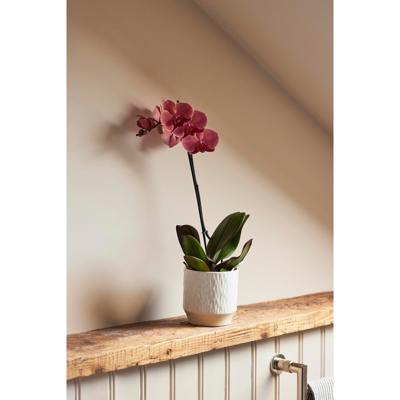 Botanic York Gift Card|10.00|25.00|50.00|100.00|150.00|200.00