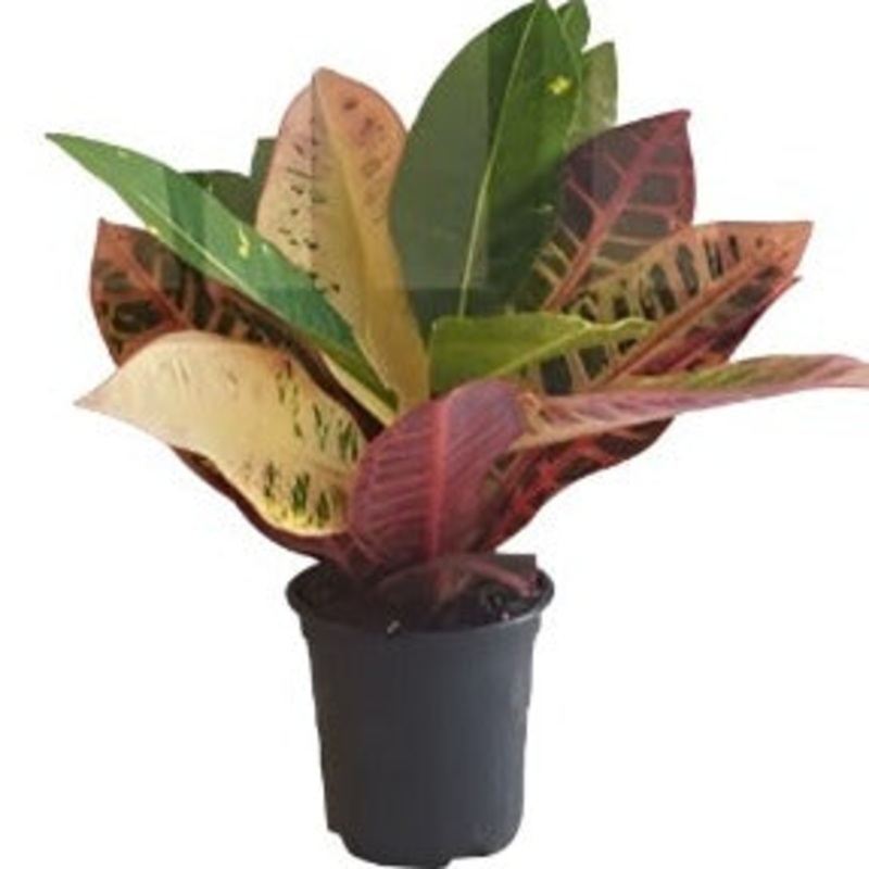 Croton Upright Foliage 2 Gallon 2 2.5Ft Tall House Live Plant Ht7 Pink Croton