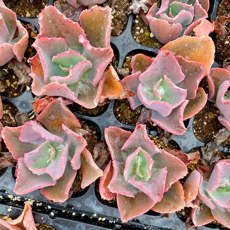 Dicks Pink