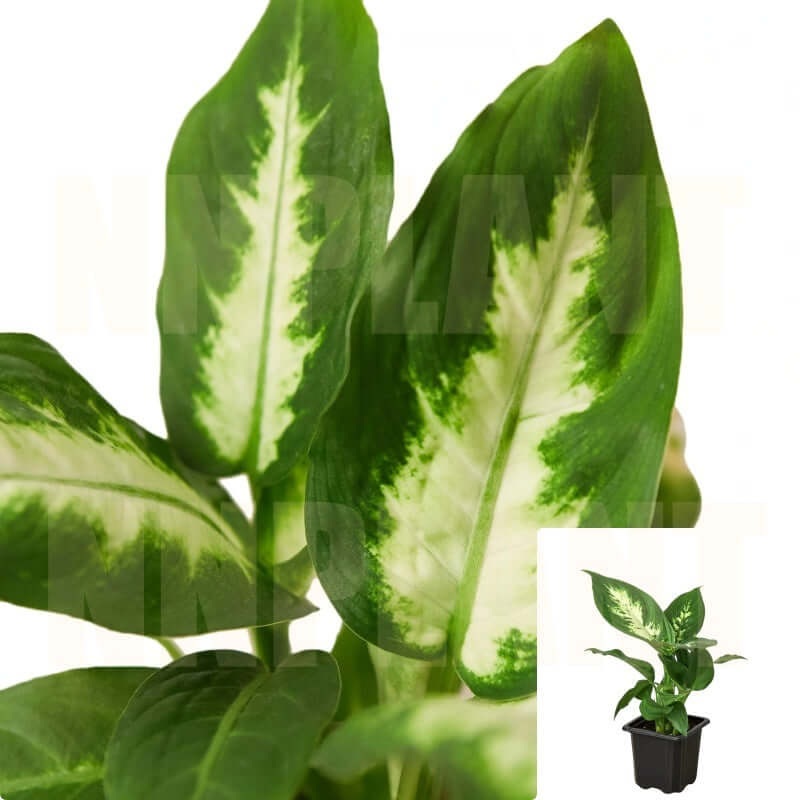 Dieffenbachia Camile 4Inches Dieffenbachia Lime Foliage Dieffenbachia Camille Live Plant 7- 12In Tall Ht7