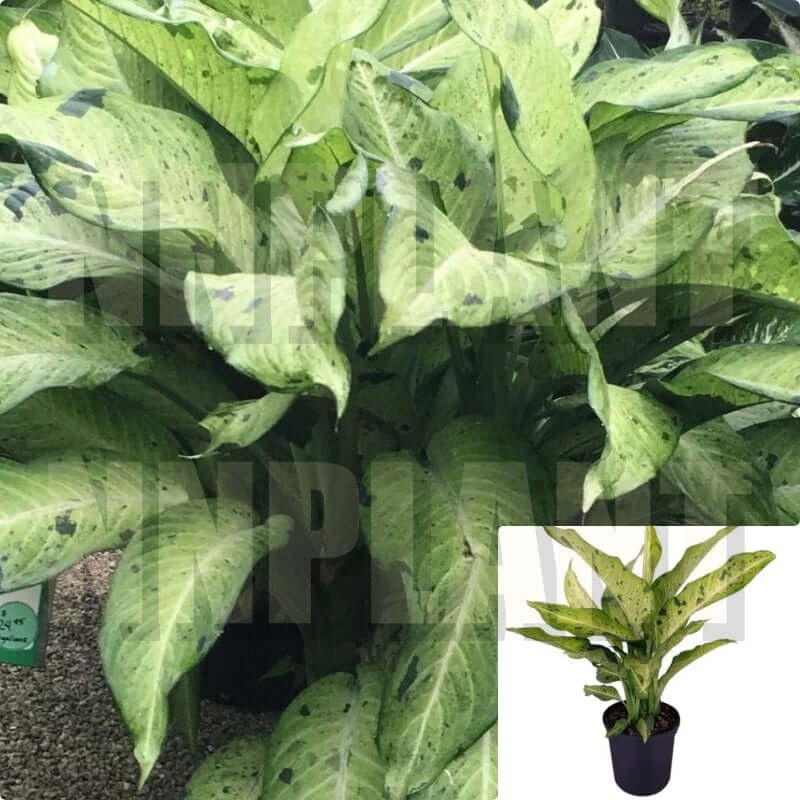 Dieffenbachia Camouflage Plant 16-26Inches 1 Gallon Ht7 Dieffenbachia Tall House Live Plant