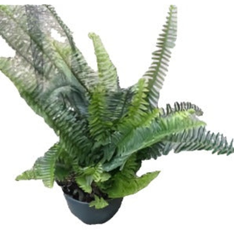 Fern Boston Fern Grower Indoor Air Purifier 5inches Pot House live plant
