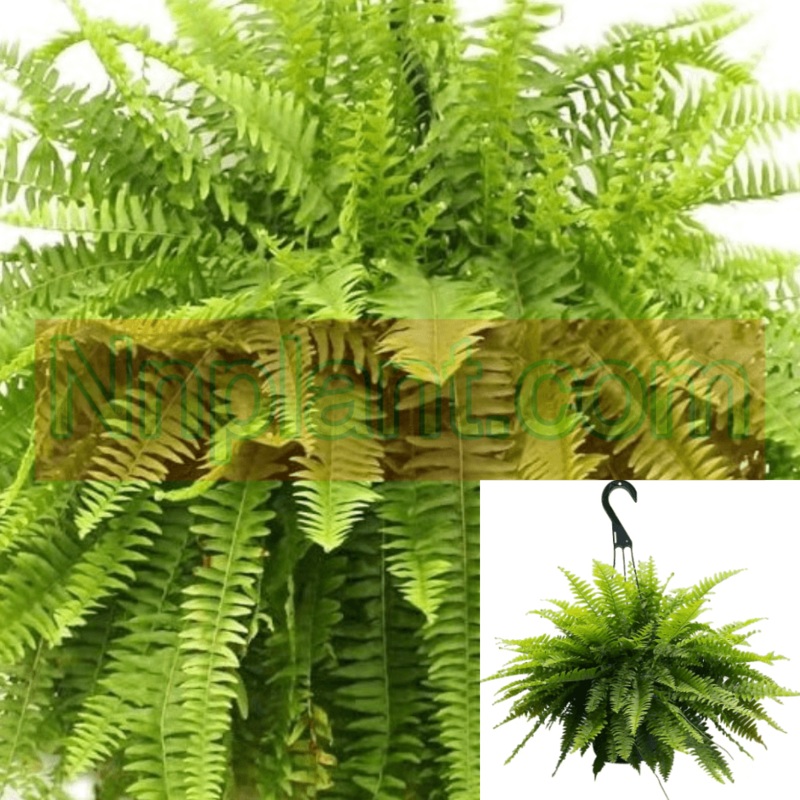 Fern Boston Nephrolepis Exaltata 1 Gallon Plant Sword Fern Boston Fern Hanging Live Plant Ht7