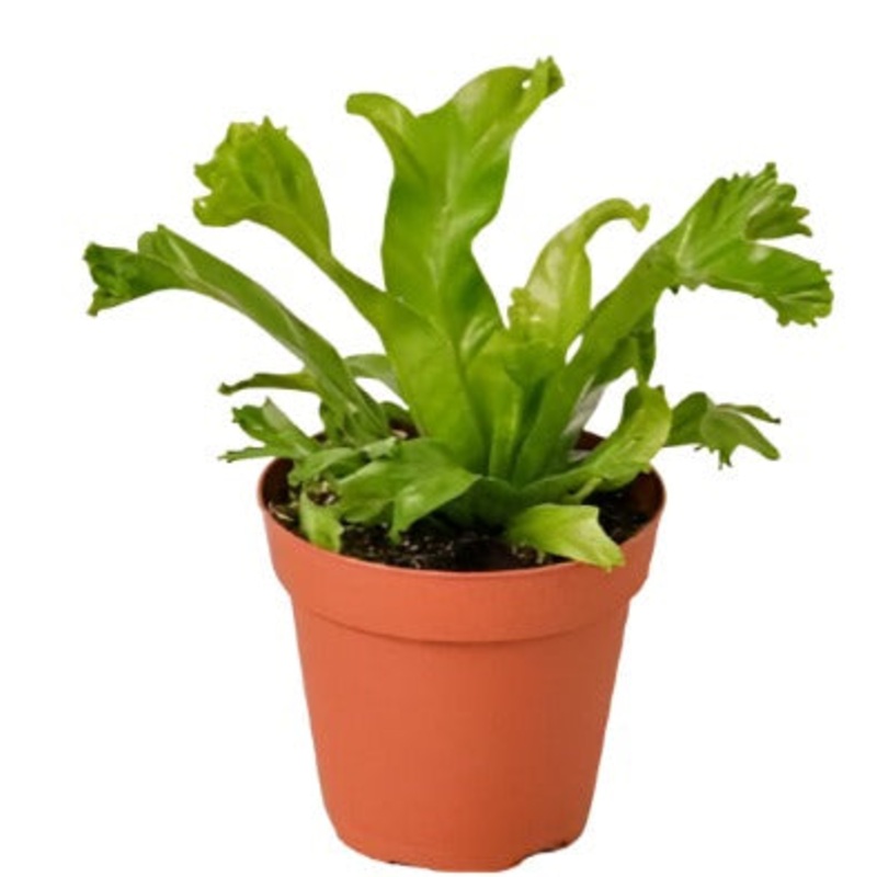 Fern Leslie FernFern Plant Birds Nest Leslie Crested Japanese Birds Nest Premium Live Plant 5inches Pot Fi7