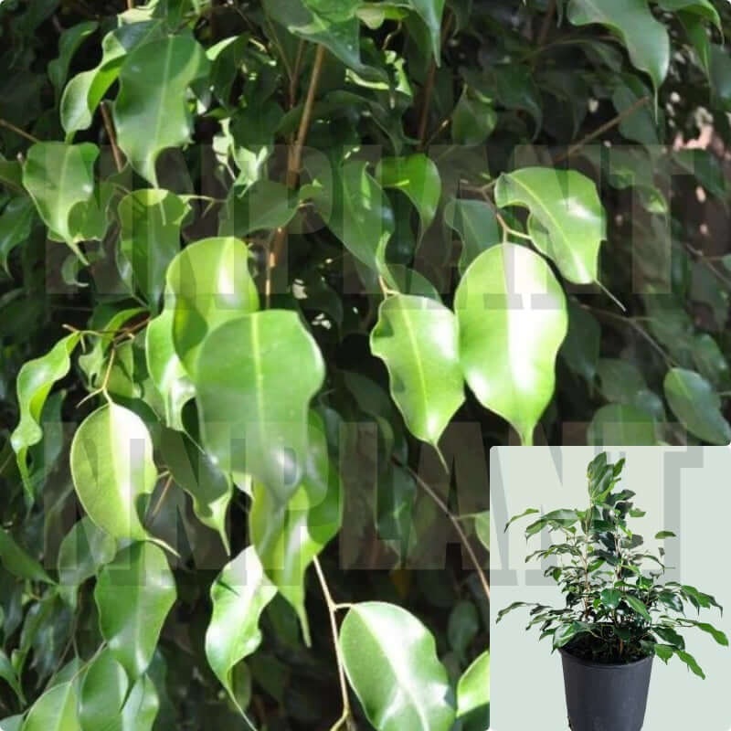 Ficus Benjamin Green Plant Tree 16-26 Inches Tall 1 Gallon Pot Plant Weeping Fig Benjamin Fig Ficus Tree Indoor Live Plant Ht7