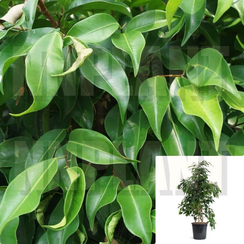 Ficus Benjamina Weeping Fig 5 Gallon House Weeping Fig Benjamin Fig Ficus Tree Ht7