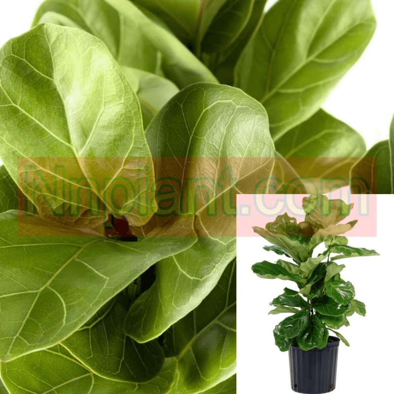 Ficus Lyrata Ficus Plant Fiddle Leaf Fig Fiddleleaf 18-26In 1 Gallon Ht7 Tall Premium Ht7 Best