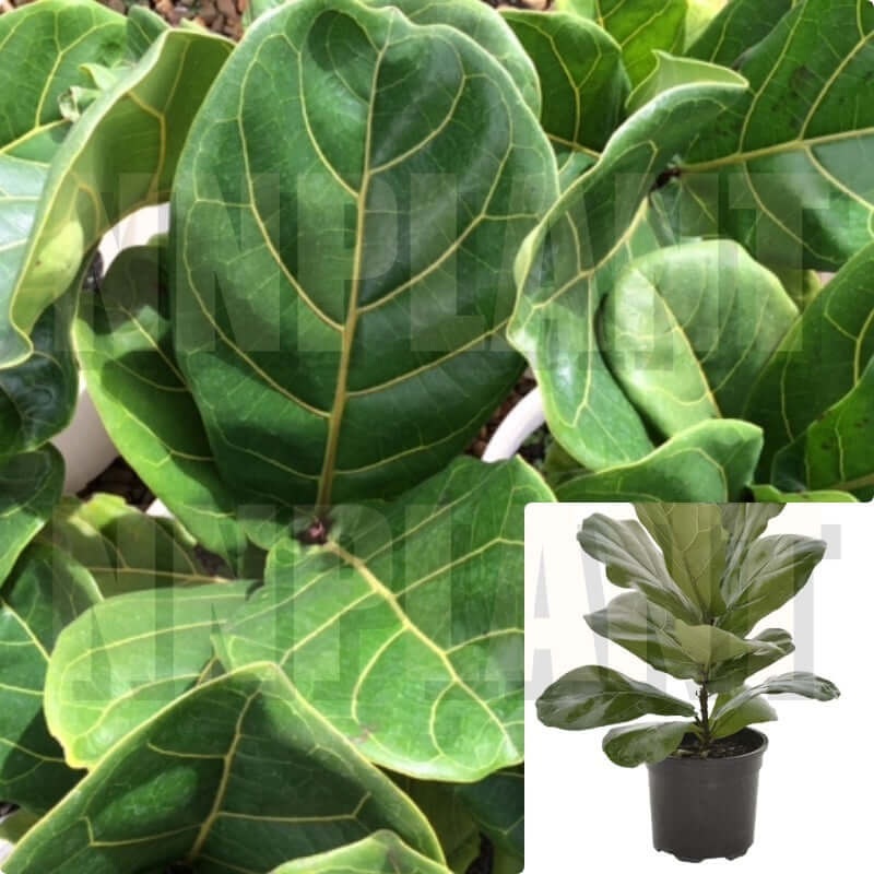 Ficus Lyrata Plant Fiddle Leaf Fig From 2 Gallon 3-4Ft Houselive Plant Ht7