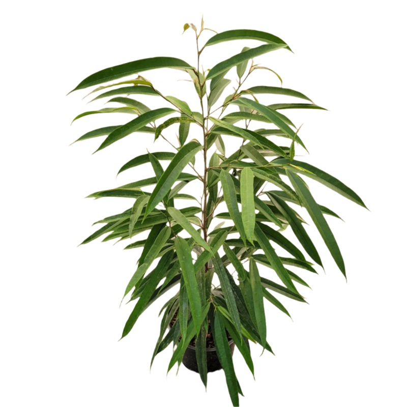 Ficus Sabre Plant 5 Gallon 3-4Ft Ficus Binnendijkii Plant Dwarf Sabre Leafed Fig Plant Long Leaf Fig Tree Live Plant Pr7Ht7