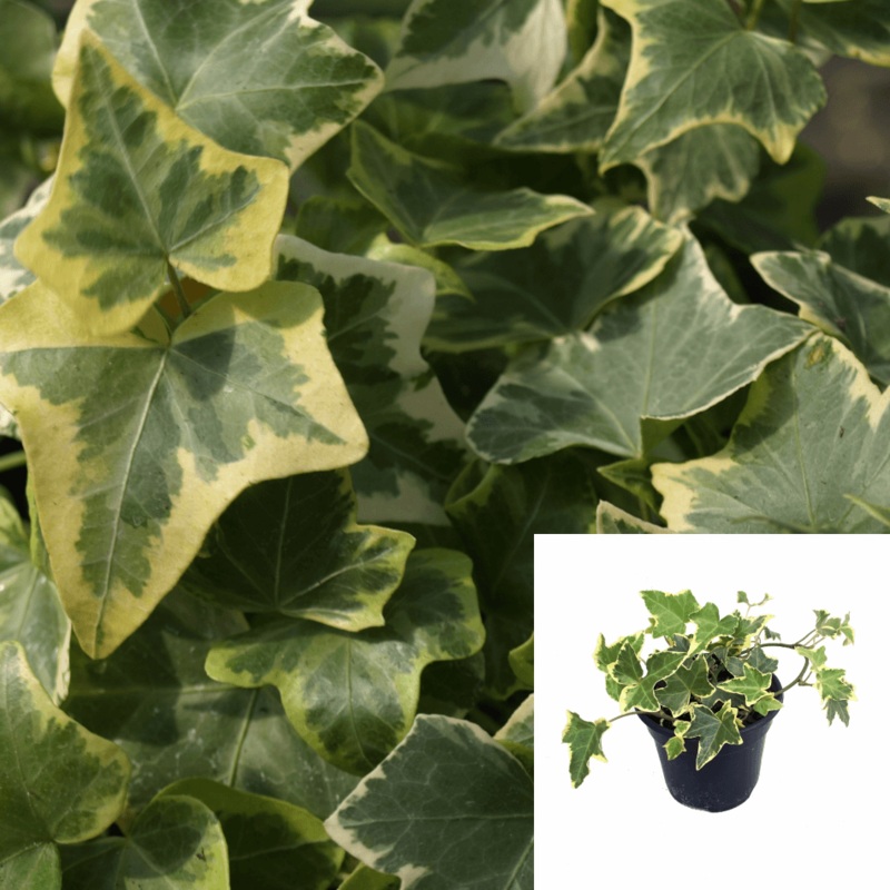 Ivy English Yellow Green Variega Ivy 4 Pot Hanging Live Plant Vine wall cover ground cover Plant Ht7 Best