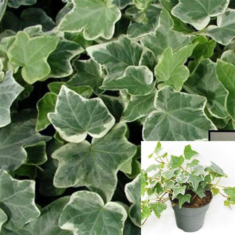 Ivy Eva Variegated 4Inches Pot Hanging Live Plant Vine Plant Ht7 Pr7