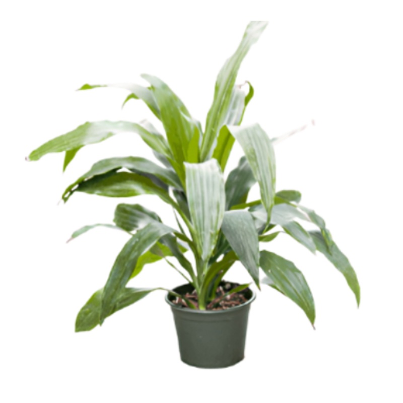 Janet Craig Bush 14-16Inches 1 Gallon Ht7 Plant Dracaena Compacta Pot Mature Plant Upright Foliag Live Plant Ht7 Best