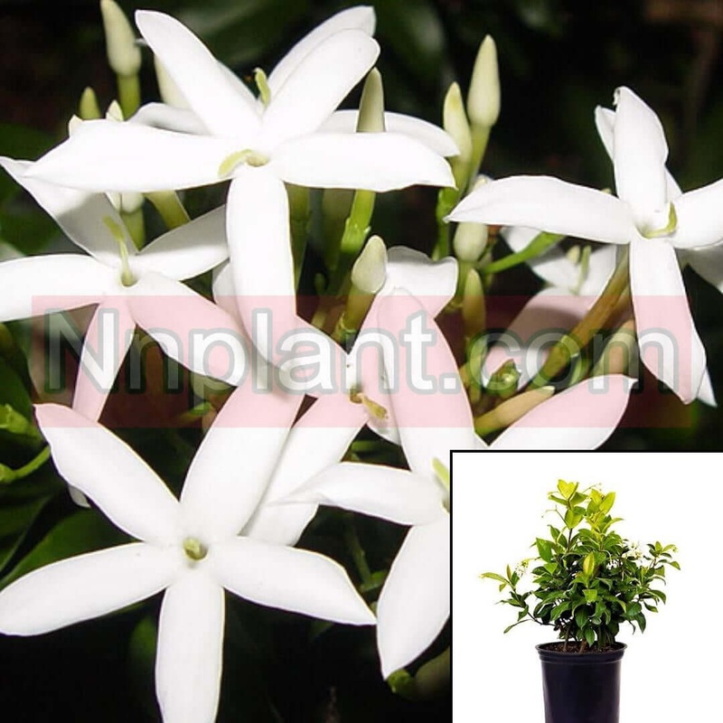 Jasminum Angulare Plant South African Jasmine White 5 Gallon Live Plant Ht7
