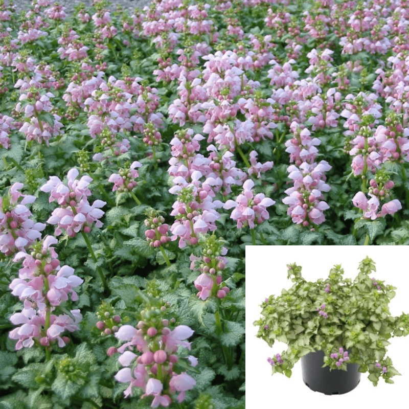 Lamium Maculatum Pink Pewter Plant 1 Gallon Dead Spotted Nettle Plant Flower Live Plant Ht7