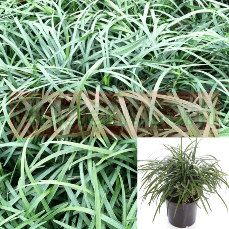 Ophiopogon Japonicus 1 Gallon Plant Nigrens Dwarf Mondo Grass