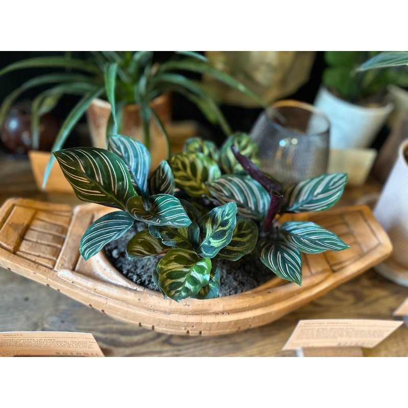 Peacock Calathea|6cm|25cm