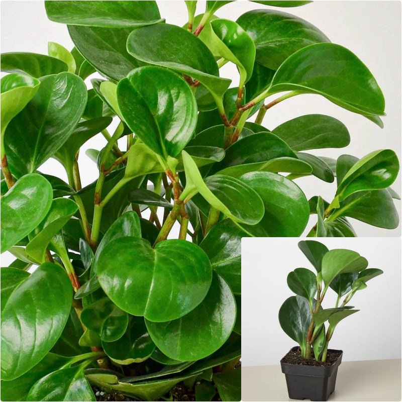 Peperomia Thail 4Inches Pot Houseplants Peperomia Radiator live plant Ht7 Best