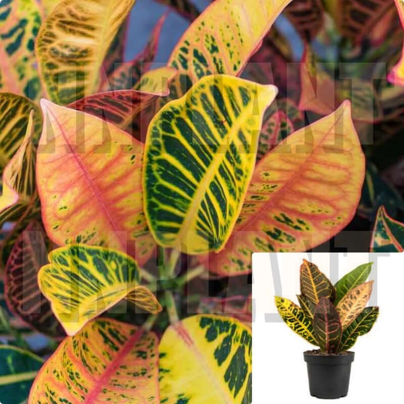Petra Croton Codiaeum Vareigatum Foliage 1 Gallon Ht7 Croton Garden Croton Puding Joseph Live Plant Ht7