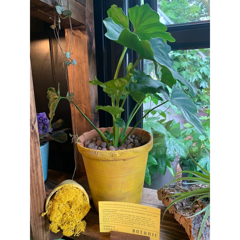 Philodendron Bipinnatifidum