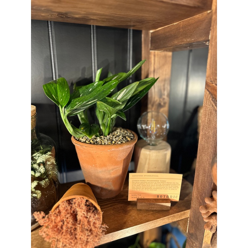 Philodendron Cobra