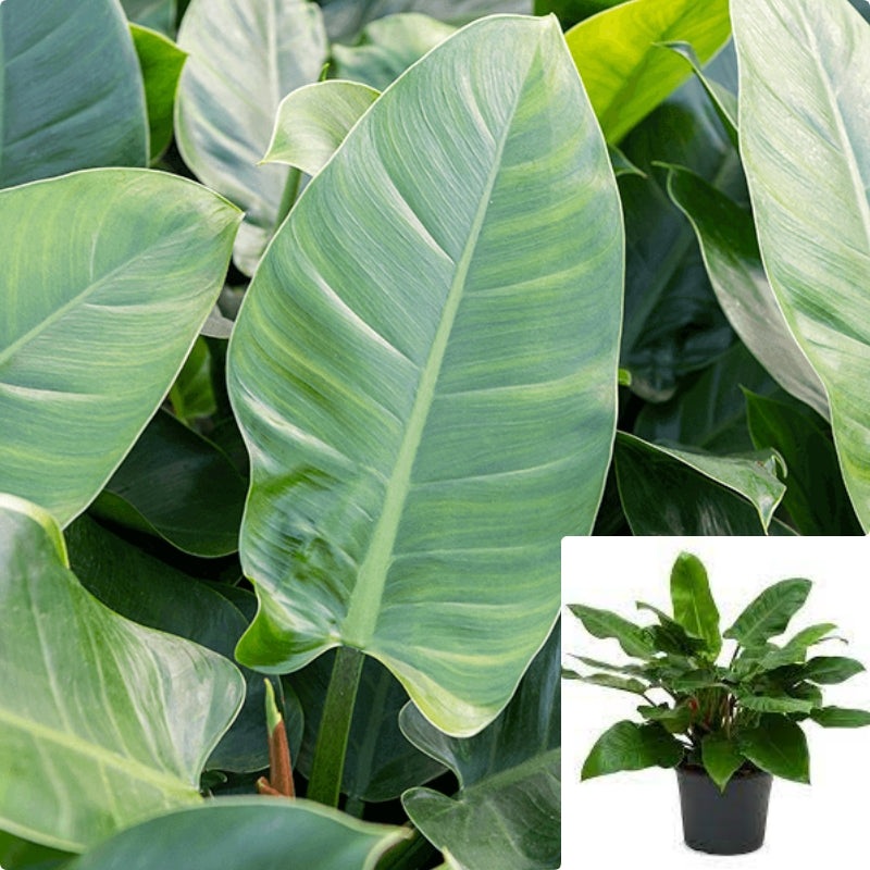 Philodendron Imperial Green Plant 5 Gallon 3Ft Sweet Heart House Live Plant Ht7