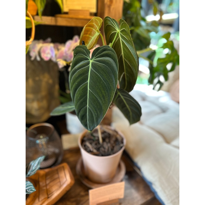 Philodendron Melanochrysum|12cm
