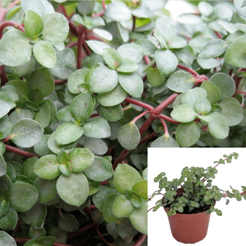 Pilea Glauca Red Stem Baby Tears Aquamarine Plant 4Inches Pot Plant Pilea Glauca Ht7 Best