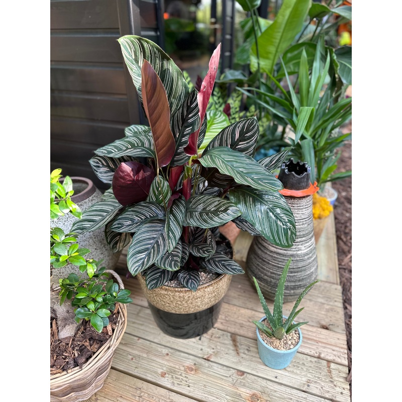 Pinstripe Calathea Ornata|24cm|80cm