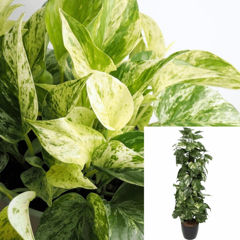 Pothos Marble Queen 5 Gallon Ht7 Indoor Houses Air Purifying Vine Hanging Live Vine Ht7 Best