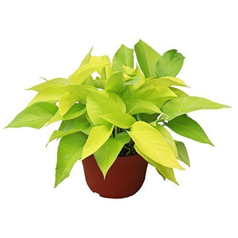 Pothos Neon 12-16Inches 1 Gallon Ht7 Pot Hanging Epipremnum Aureum Hanging Vine Plant Bright Yellow Live Plant Ht7
