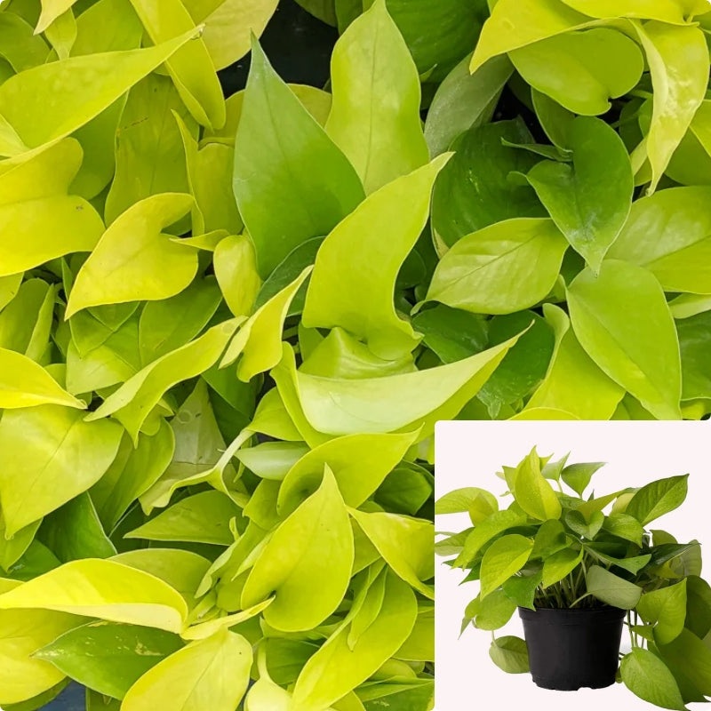 Pothos Neon Plant Epipremnum Aureum Yellow 5 Gallon Ht7 Pot Large Plant 1 1.5Ft Long Ht7 Best