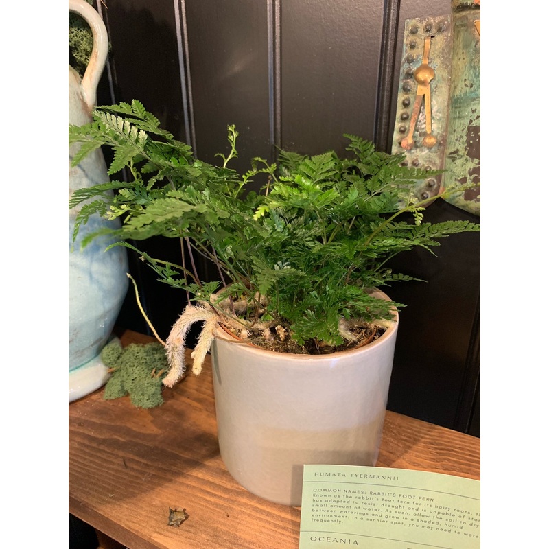 Rabbits Foot Fern