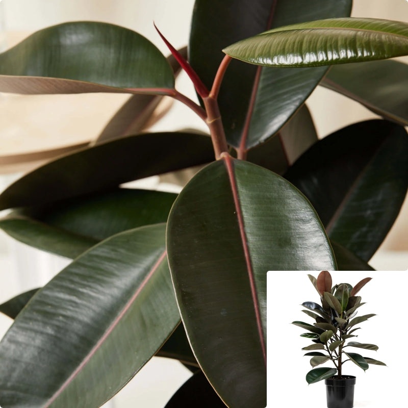 Rubber Burgandy 2 Gallon Ht7 Ficus Rubber Black Pot Ficus Elastica Rubber Fig Rubber Tree R Ht7 Live Plant
