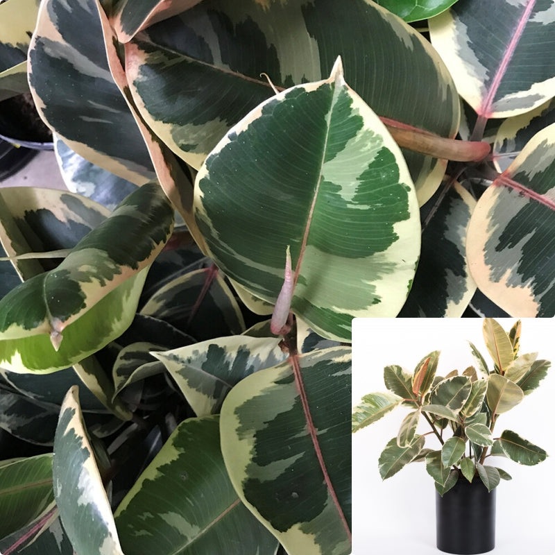 Rubber Variegata Foliage Plant Ficus Elastica 1 Gallon Ht7 House Live Plant Ht7