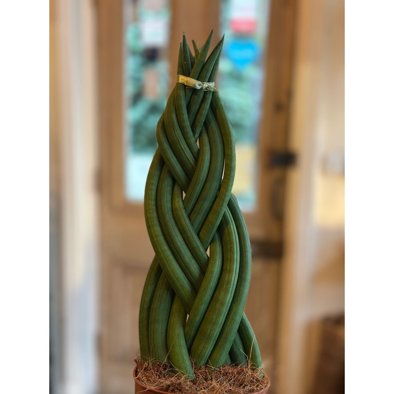 Sansevieria Cylindrica Plaited
